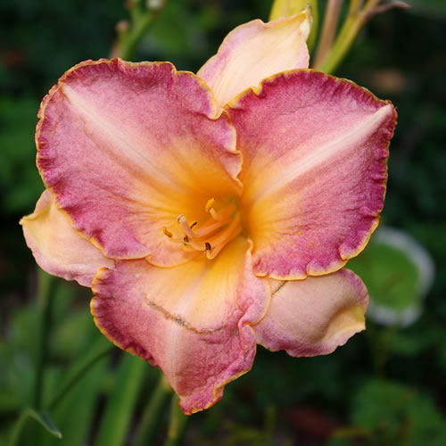 Hemerocallis Glory on High